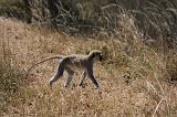 TANZANIA - Serengeti National Park - 086